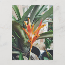 Parrot Heliconia Perennial Herb Vykort