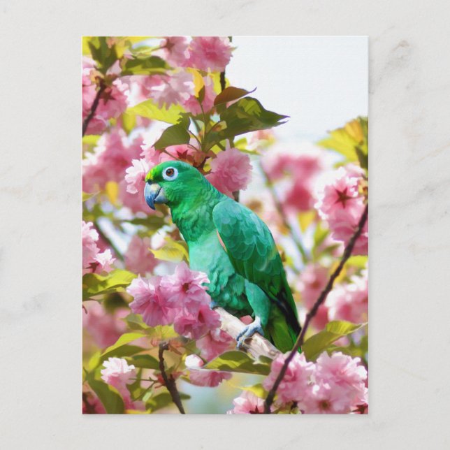 Parrot i Cherry Blommars Postcard Vykort (Framsida)
