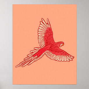 Parrot i flyg, korall Orange och Cream Poster