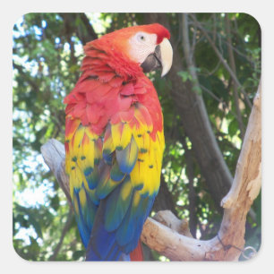 Parrot-klistermärken Fyrkantigt Klistermärke