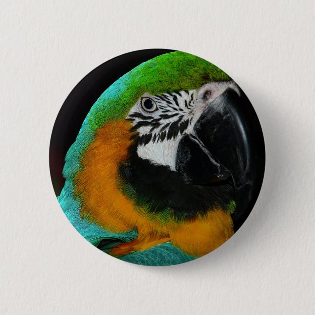 Parrot Knapp (Framsida)