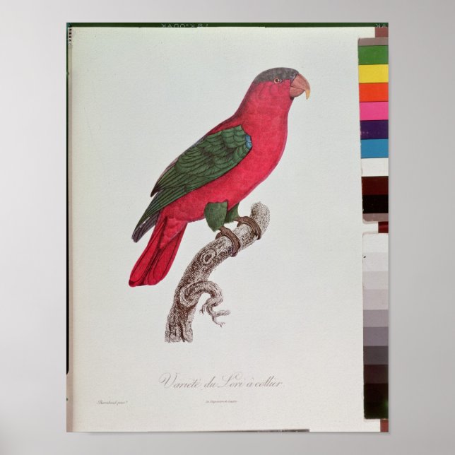 Parrot: Lory eller Collborn Poster (Framsidan)