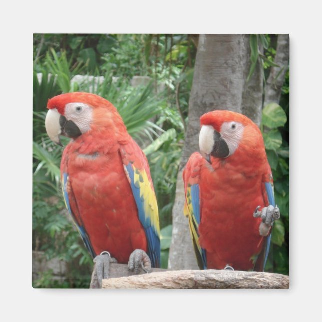 Parrot Magnet (Framsidan)