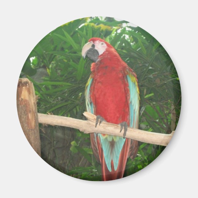 Parrot Magnet (Framsidan)