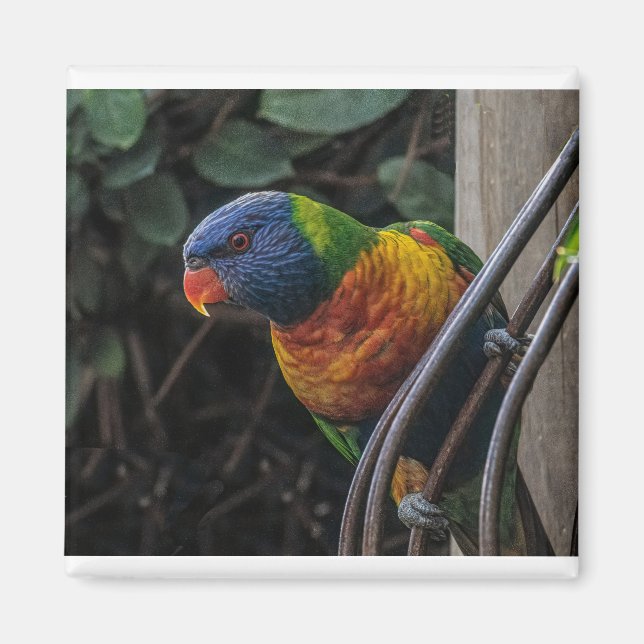 Parrot Magnet (Framsidan)