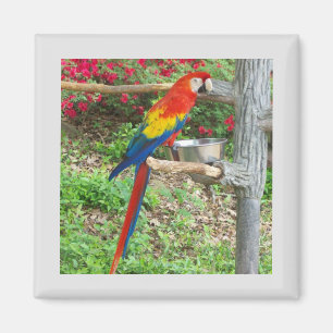 Parrot Magnet