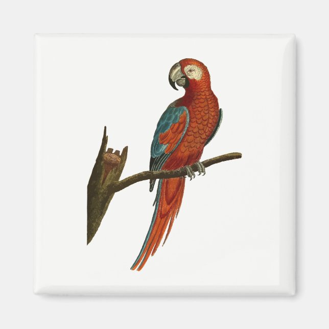 Parrot Magnet (Framsidan)