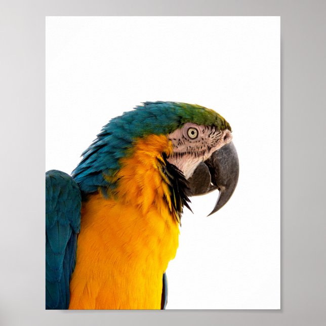 Parrot Notes Poster (Framsidan)