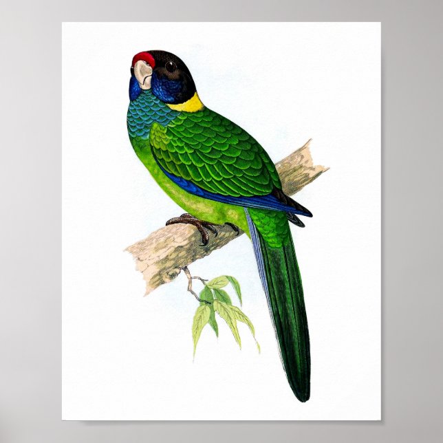 Parrot nr 8 Tropical Antique Ornithology Print Poster (Framsidan)