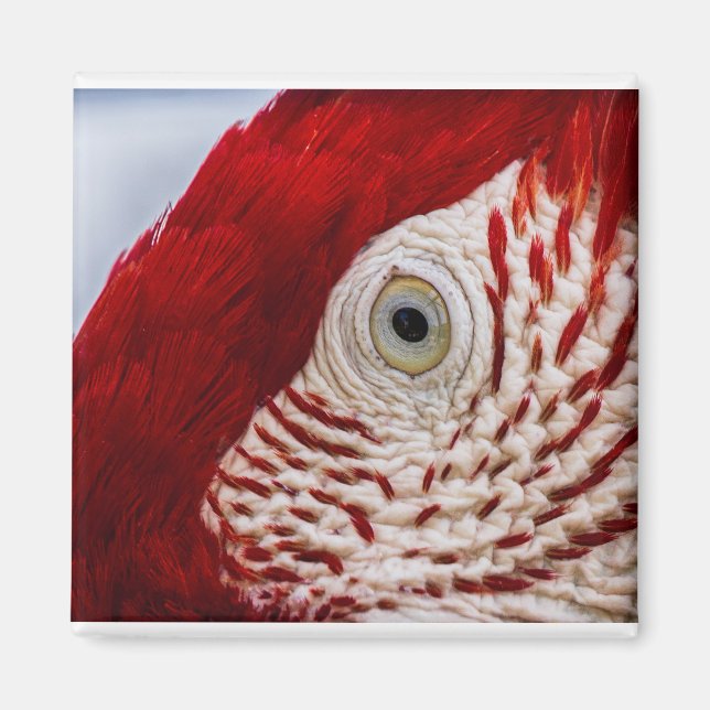 Parrot öga magnet (Framsidan)