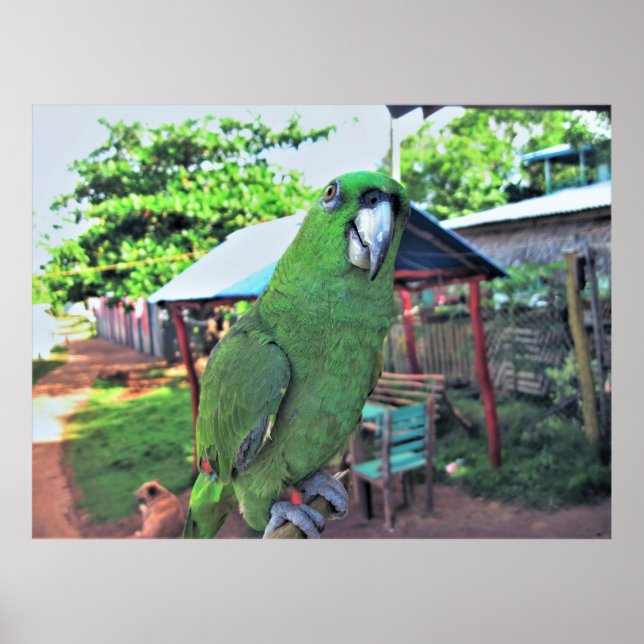 Parrot på ett Stick Poster (Framsidan)