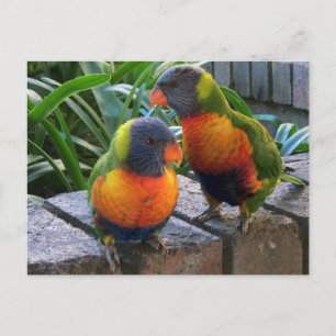 Parrot Pals Vykort