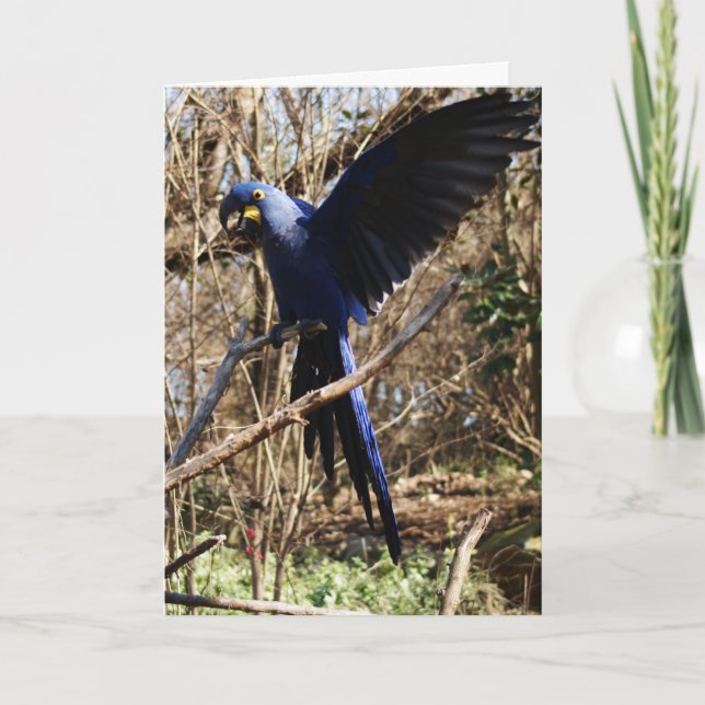 Parrot Party Kort (Framsida)