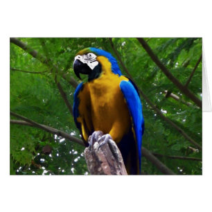 Parrot Pose ~ Card OBS Kort