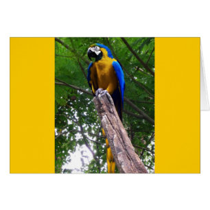 Parrot Pose ~ Card OBS Kort