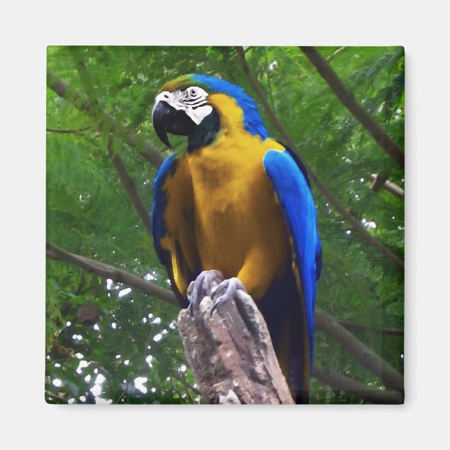 Parrot Pose ~ Magnet (Framsidan)
