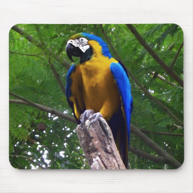Parrot Pose ~ Mousepad Musmatta (Framsidan)