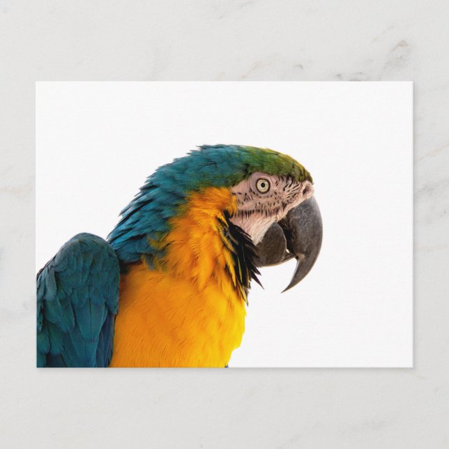 Parrot Post-it Notes Vykort (Framsida)