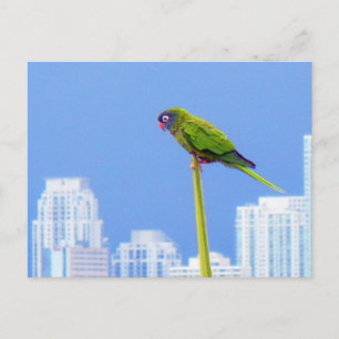 ~Parrot~ POSTCARD, CUSTOMIZE Vykort