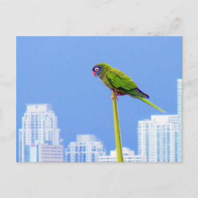 ~Parrot~ POSTCARD, CUSTOMIZE Vykort (Framsida)