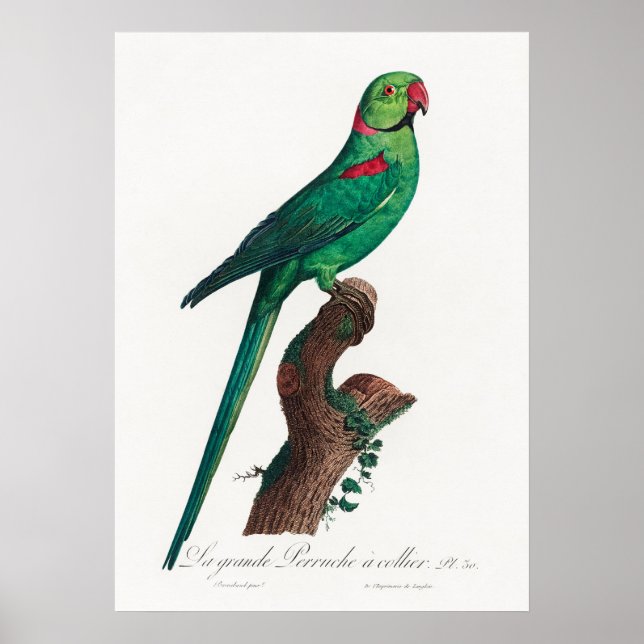Parrot Poster (Framsidan)