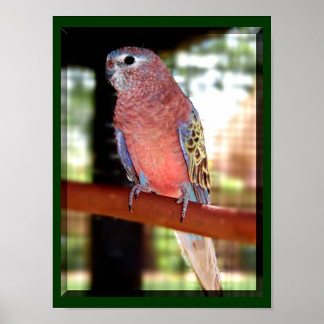 Parrot Poster (Framsidan)