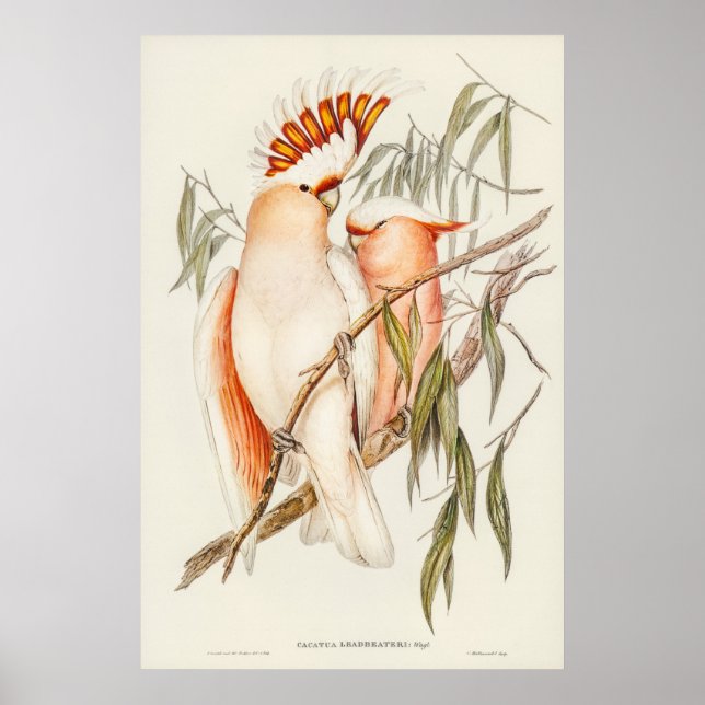 Parrot Poster (Framsidan)