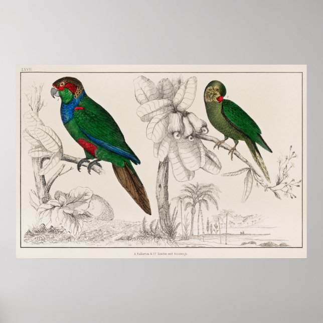 Parrot Poster (Framsidan)
