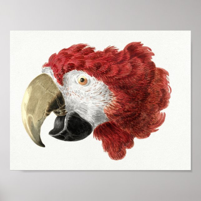 Parrot Poster (Framsidan)