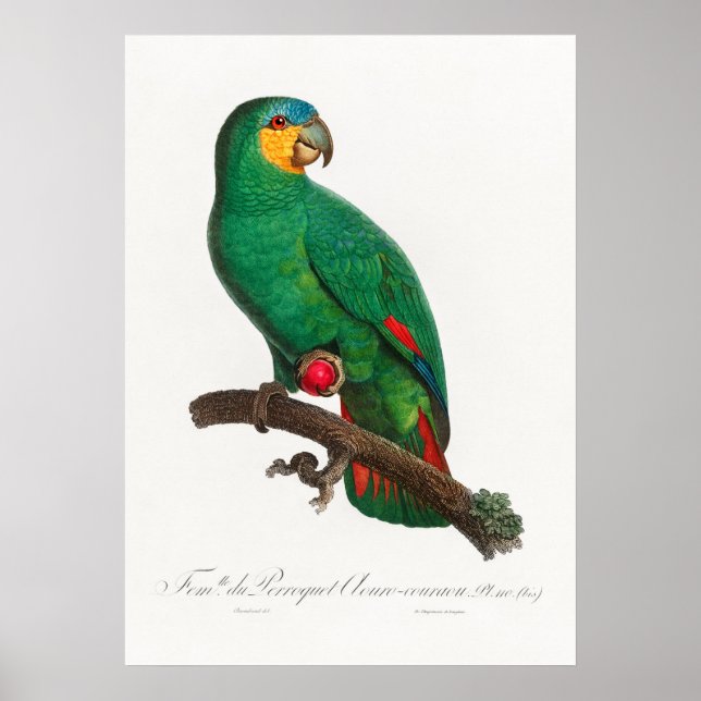 Parrot Poster (Framsidan)