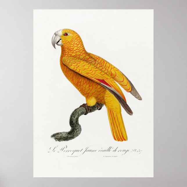 Parrot Poster (Framsidan)