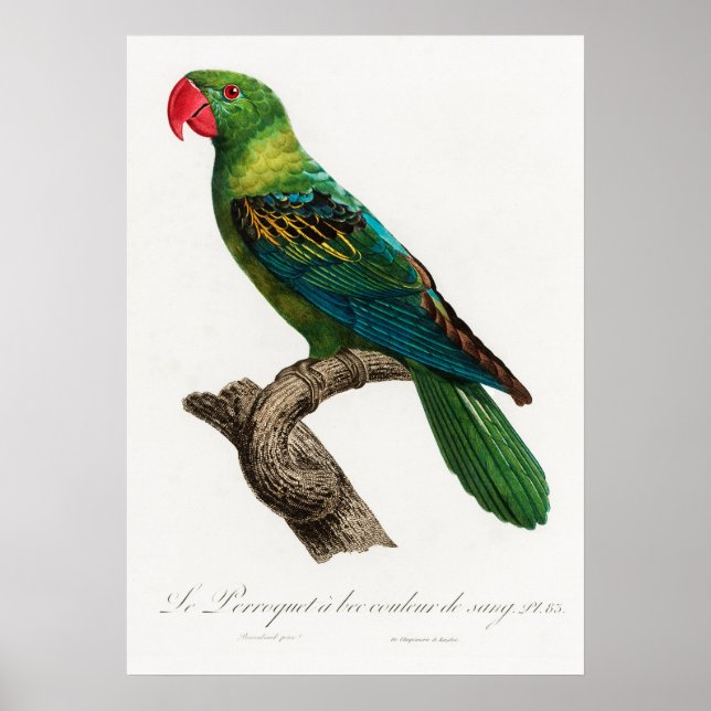 Parrot Poster (Framsidan)
