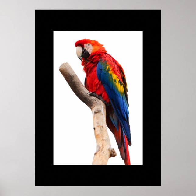 Parrot Poster (Framsidan)