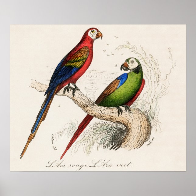 Parrot Poster (Framsidan)
