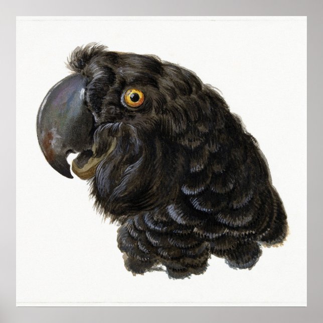 Parrot Poster (Framsidan)