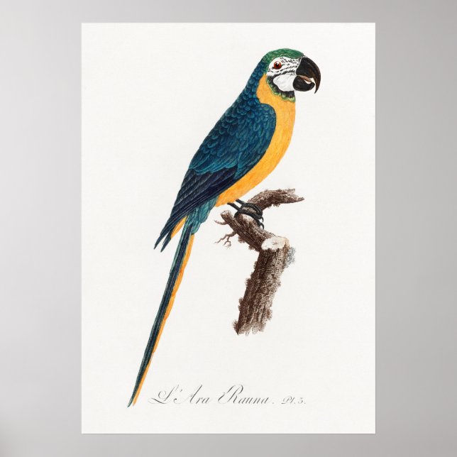Parrot Poster (Framsidan)