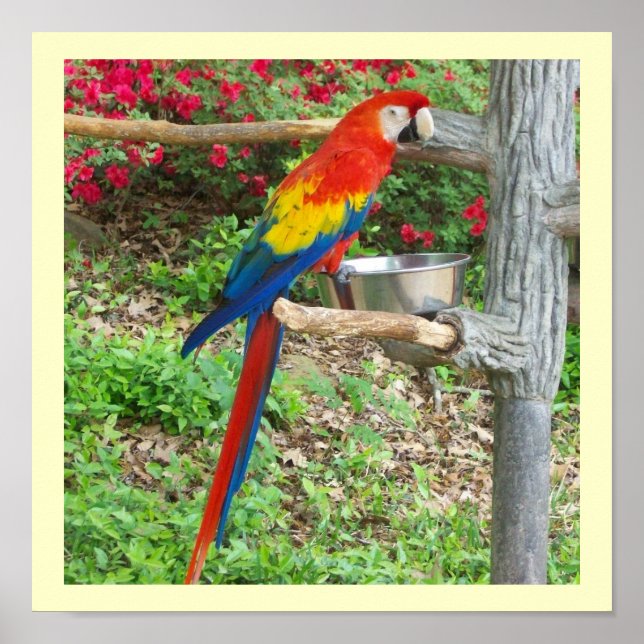 Parrot Poster (Framsidan)