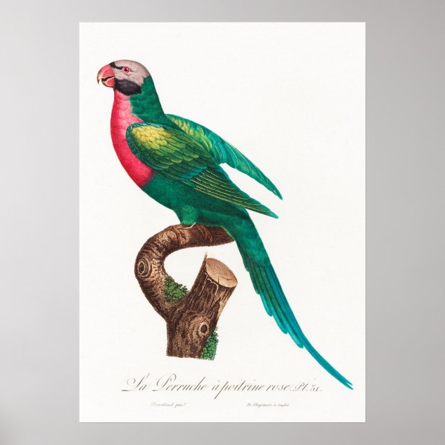 Parrot Poster (Framsidan)