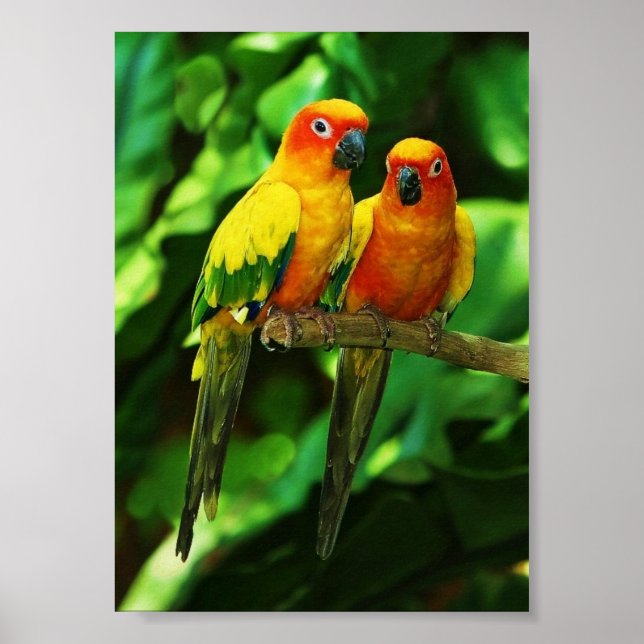 Parrot poster (Framsidan)