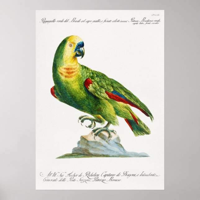 Parrot Poster (Framsidan)