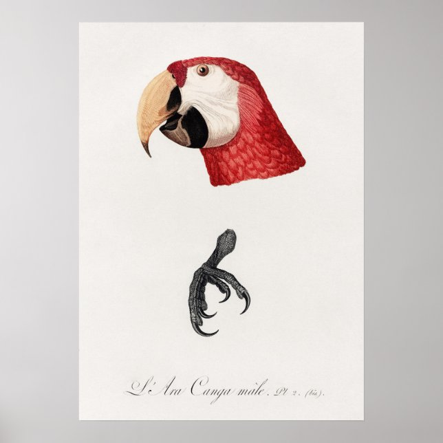 Parrot Poster (Framsidan)