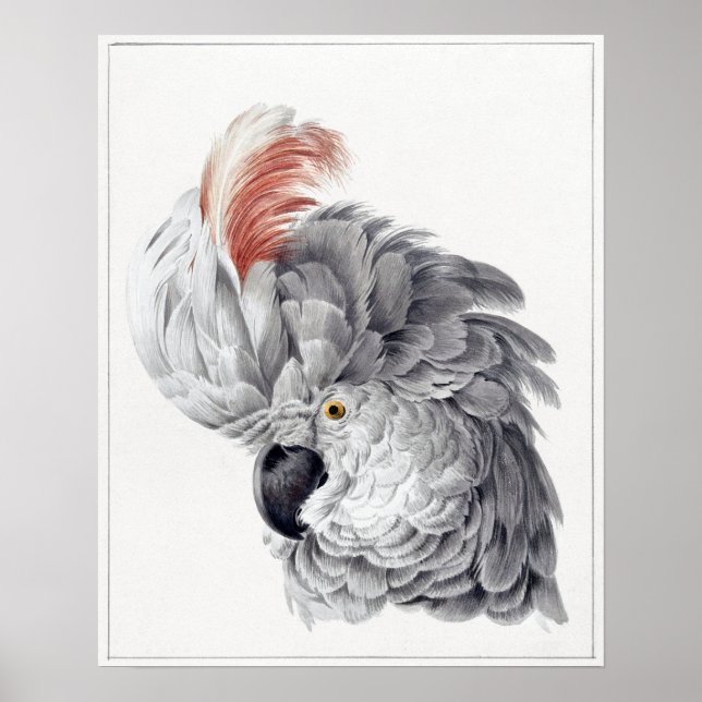 Parrot Poster (Framsidan)