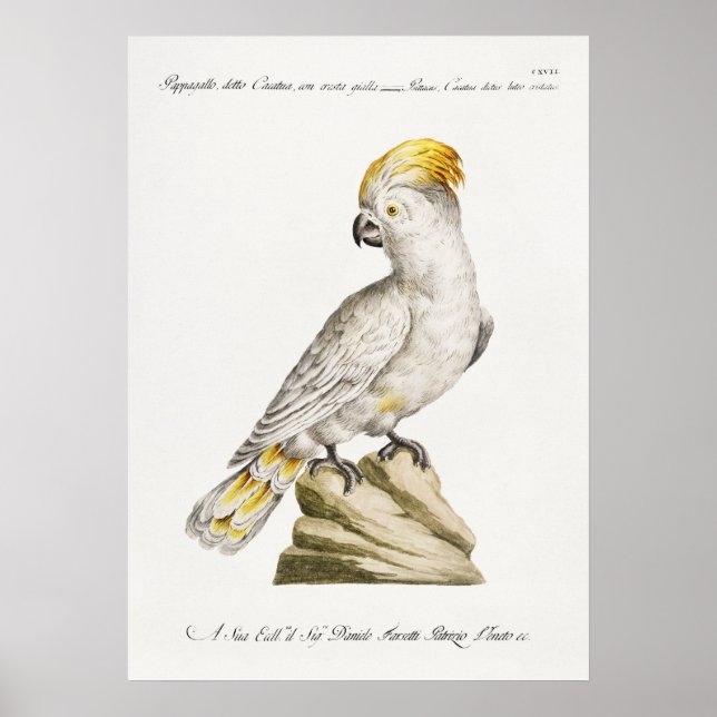Parrot Poster (Framsidan)