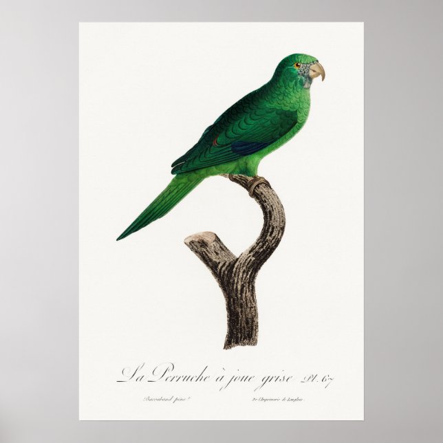 Parrot Poster (Framsidan)