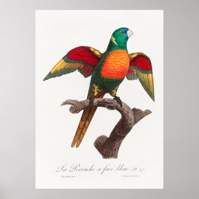 Parrot Poster (Framsidan)