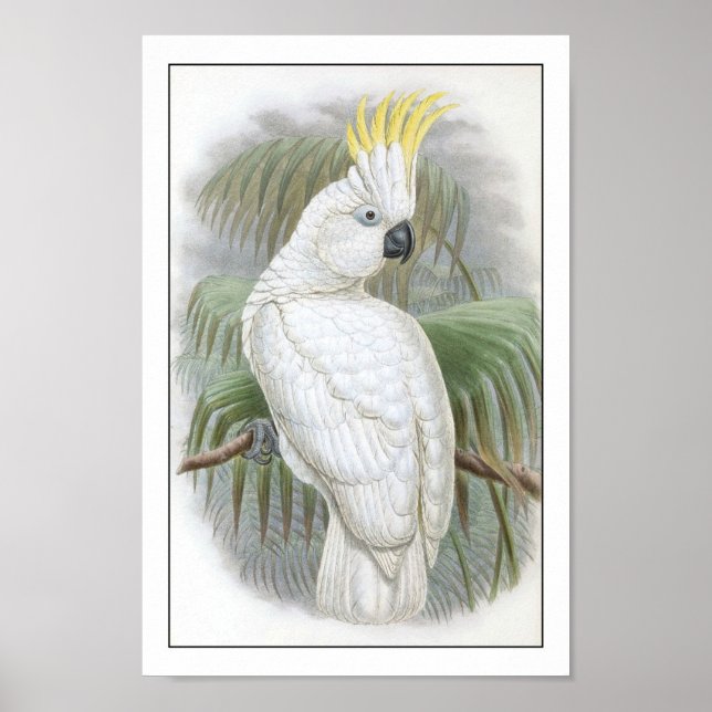 Parrot Poster (Framsidan)