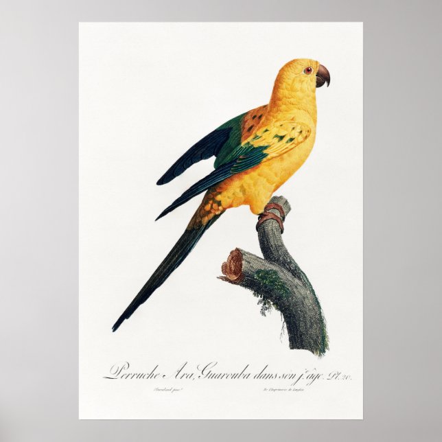 Parrot Poster (Framsidan)