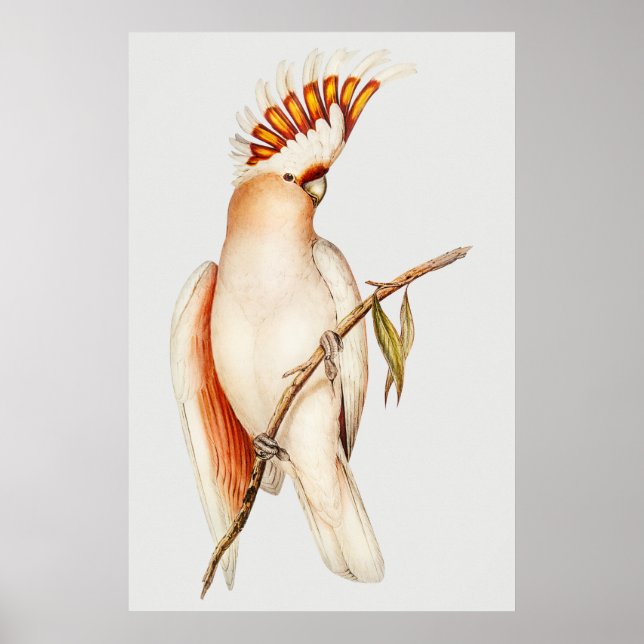 Parrot Poster (Framsidan)