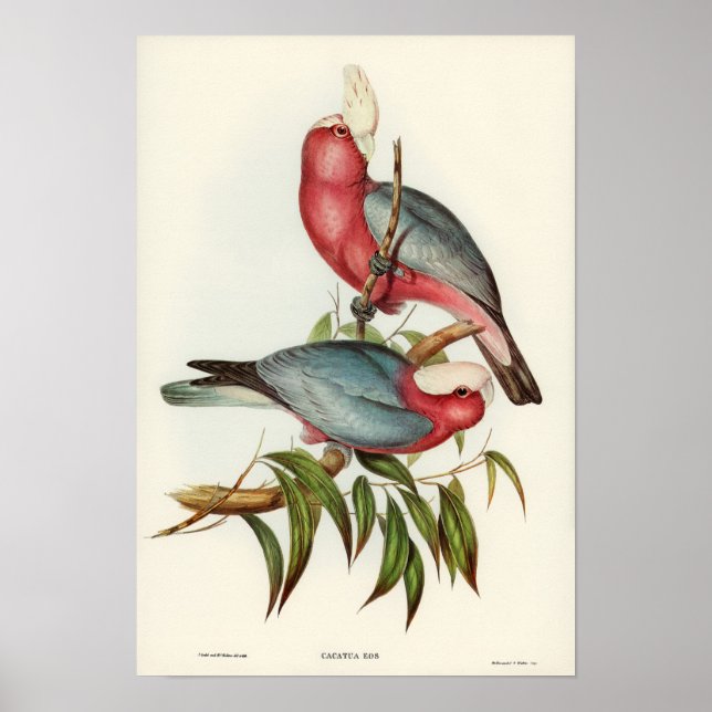 Parrot Poster (Framsidan)