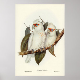 Parrot Poster